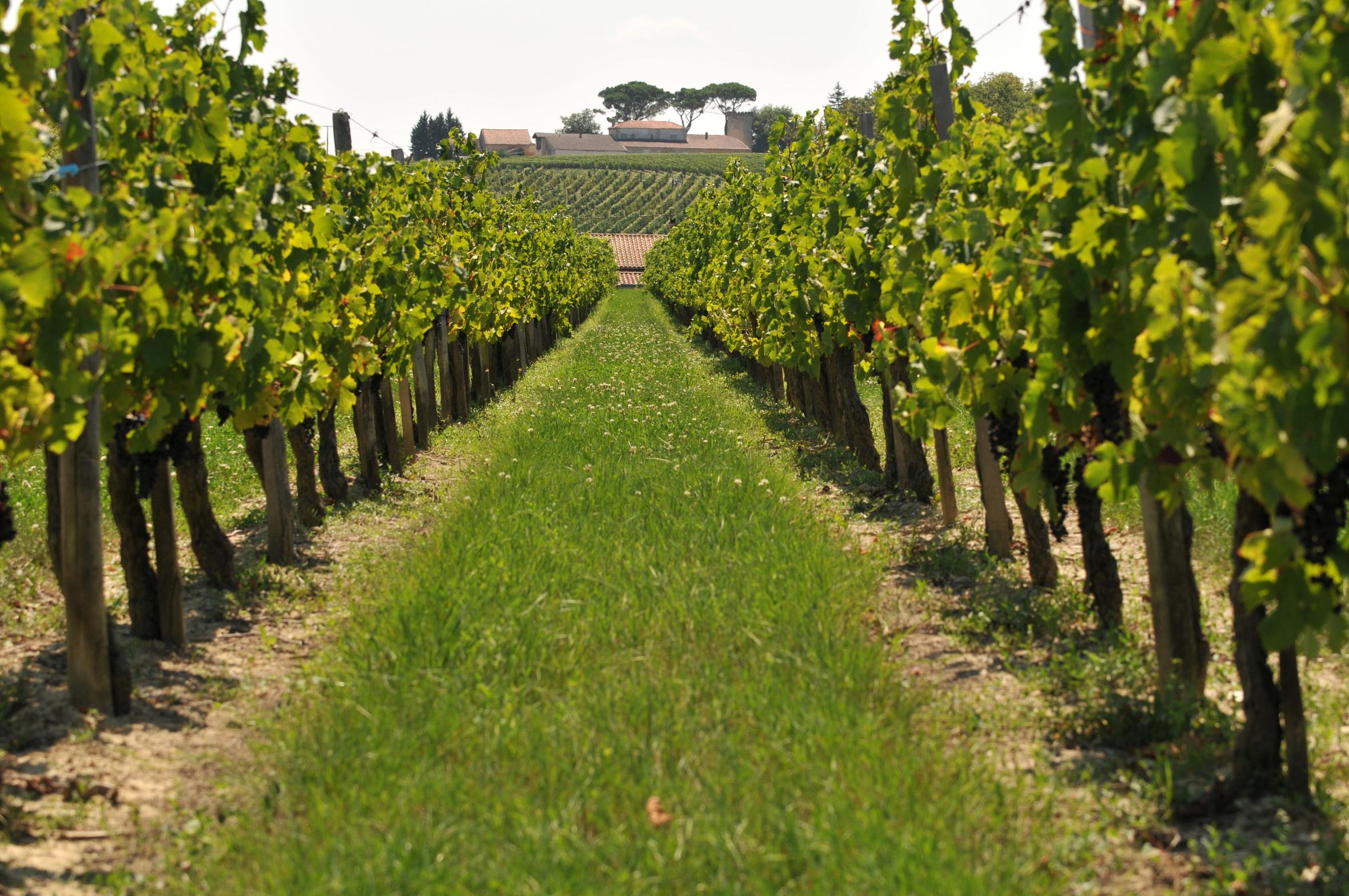 Hinter den Kulissen des ökologischen Weinbaus