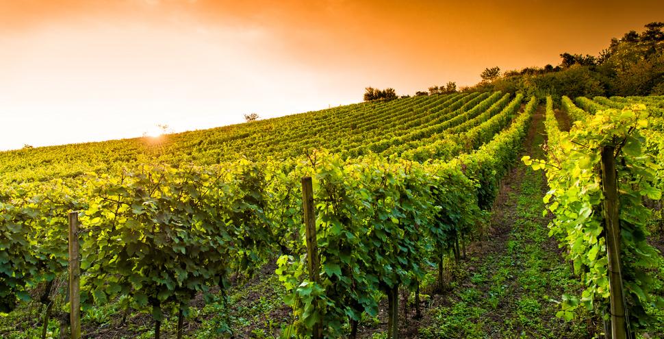 Is there really a green wave in the vineyards?