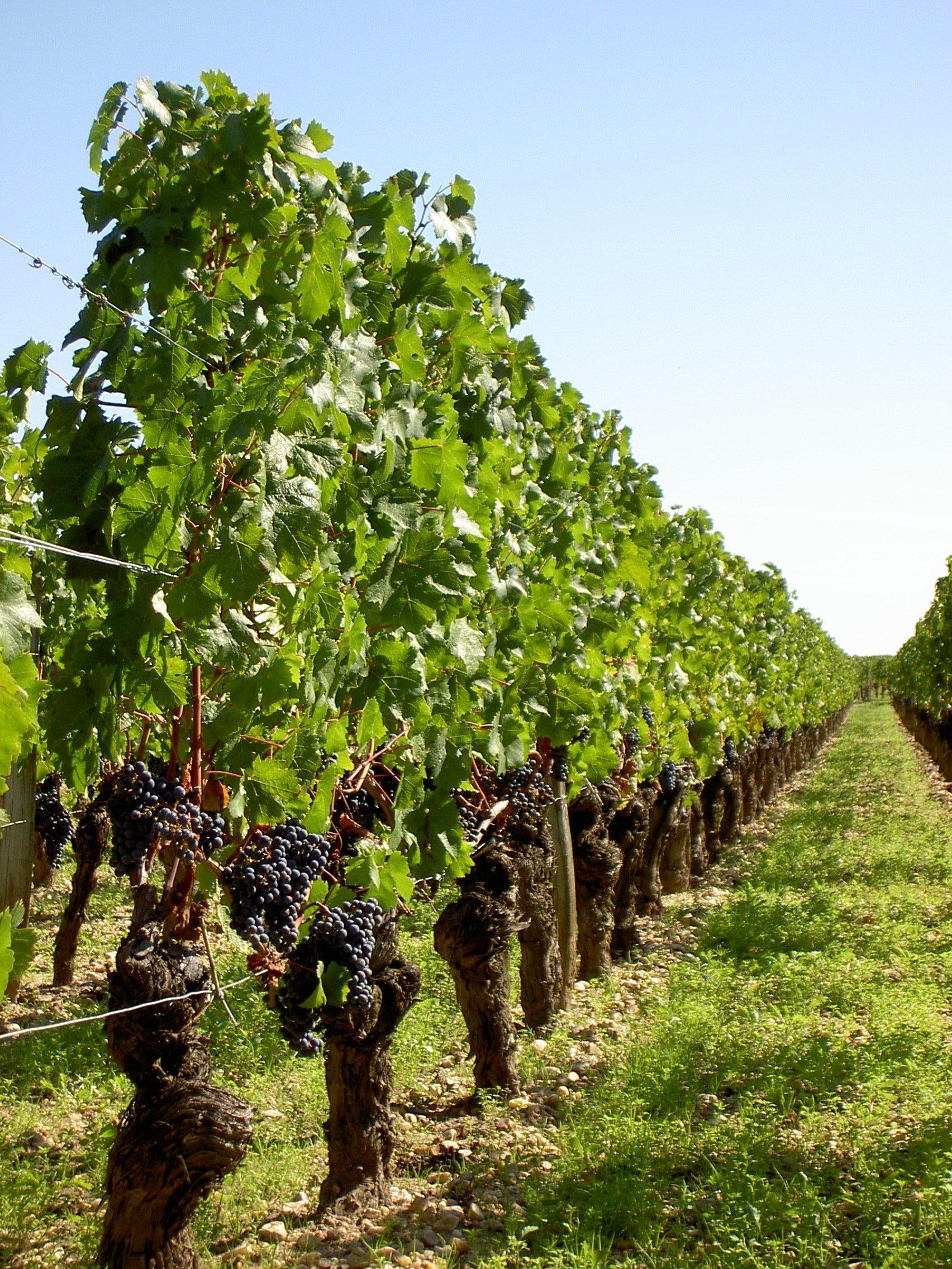 Why is ‘conventional’ viticulture also expensive? 